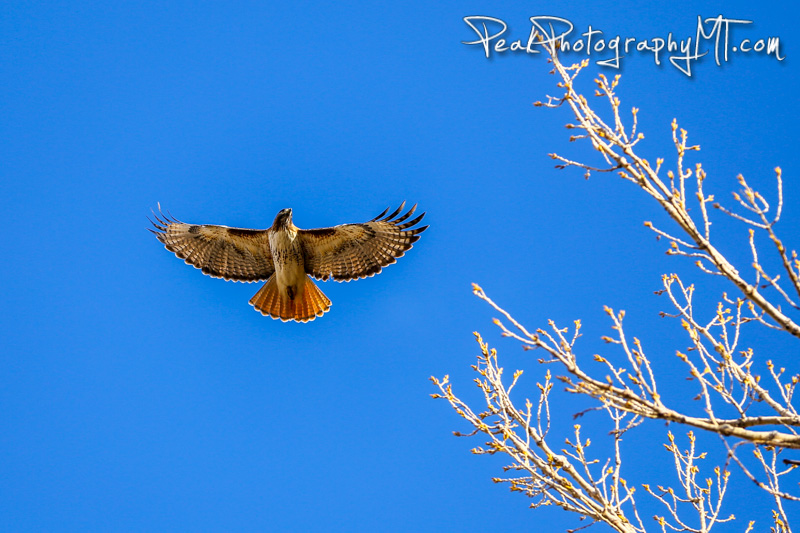 Bald Eagles vs Red Tailed Hawks: An Aerial Battle [Bozeman, Montana Photographer]