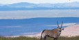 Oryx on the plateu 