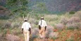 Rhino trackers