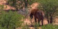 Elephant throwing dirt to cool himself off on a hot Namibian day.