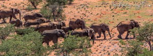 Desert Elephants 